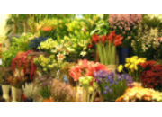 Engelbrechts Blommor Eftr