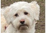 Lapportens Hundcenter AB