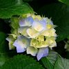 Birgitta H